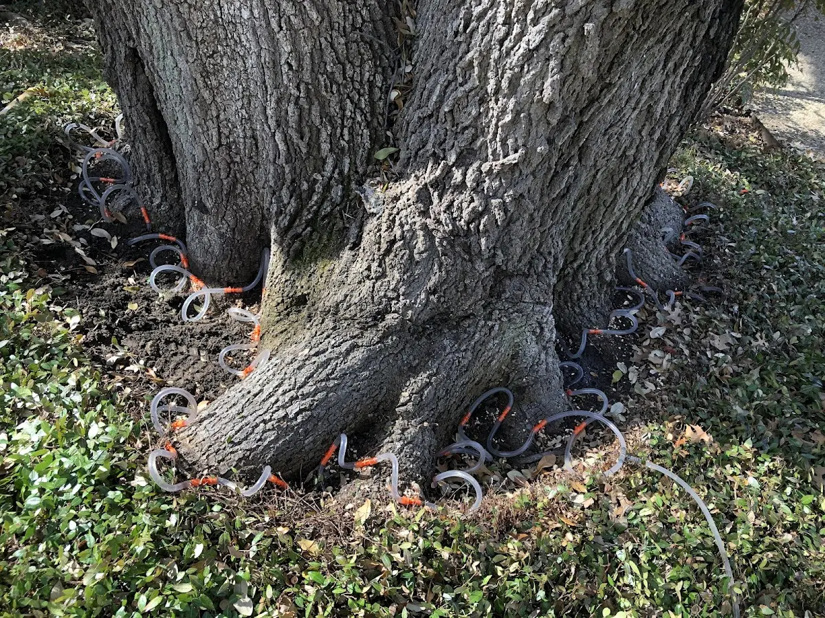 Detailed Tree Cabling and Bracing job site in Belgrade