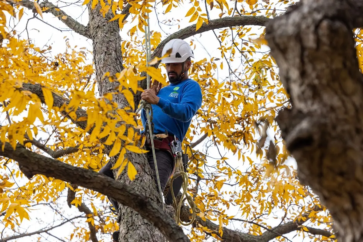Skilled Emergency Tree Service crew working in Belgrade