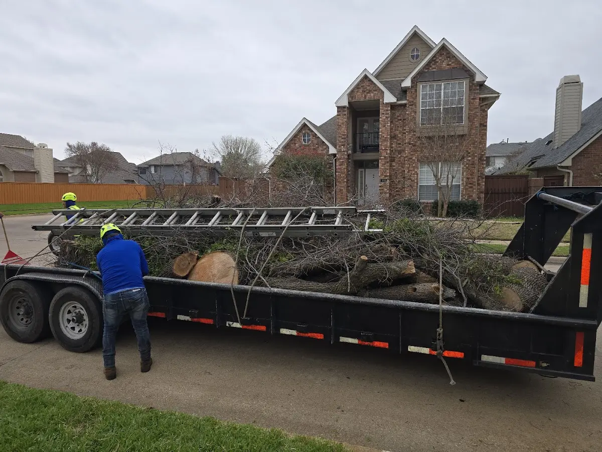 Expert Tree Pest Control with proper safety equipment in Belgrade
